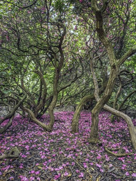 Stanley Hall Gardens